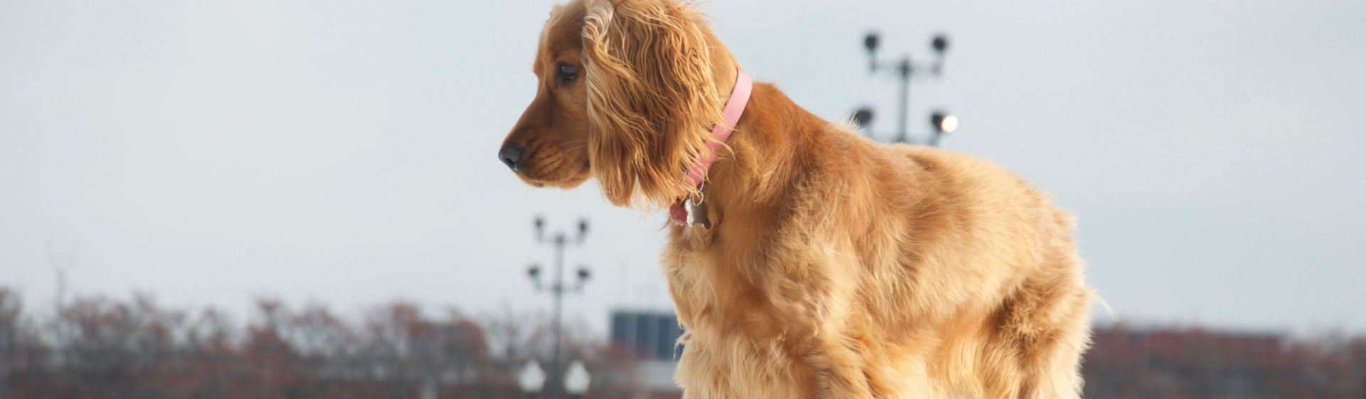 Su pelaje y su apariencia delgada son sus señas de identidad (Foto: istock)
