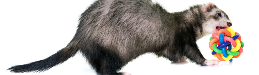 Los hurones necesitan jugar como el resto de animales (Foto: istock)