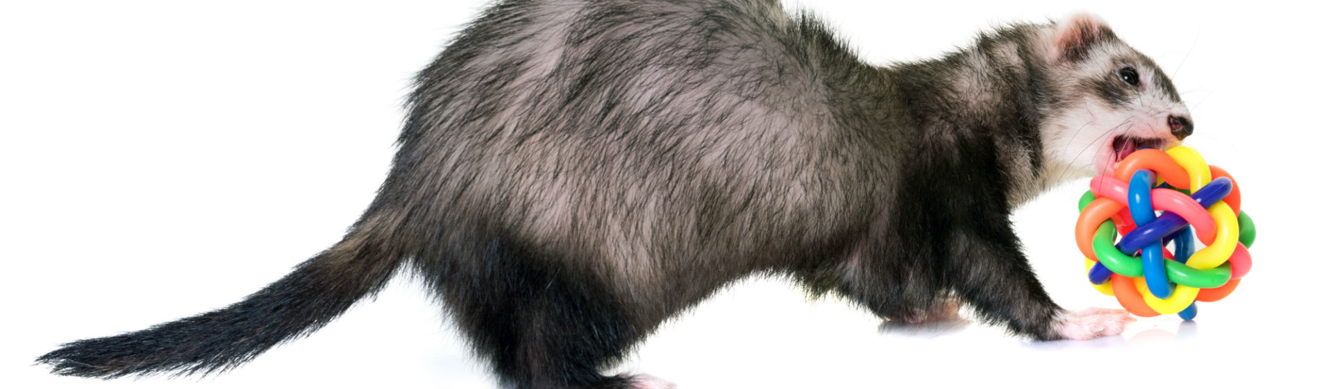 Los hurones necesitan jugar como el resto de animales (Foto: istock)