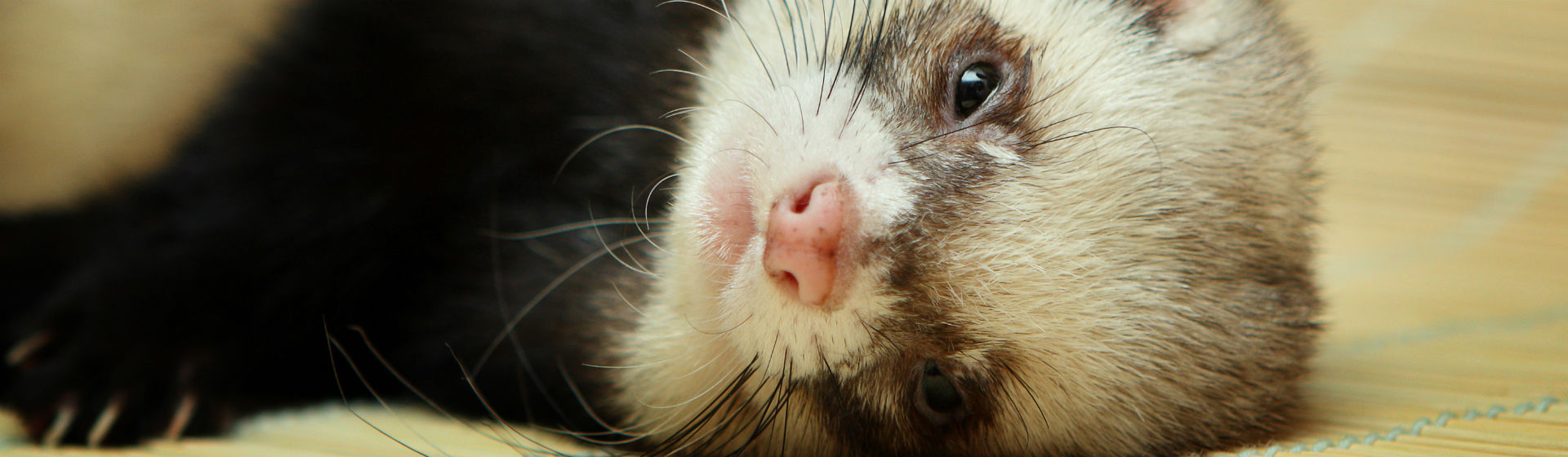 Los hurones como mascotas (Foto: iStock)