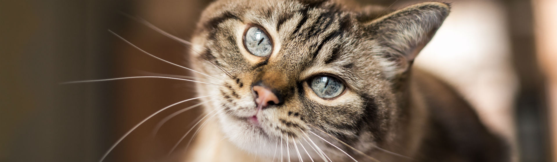 Los gatos necesitan un arenero (Foto: iStock)