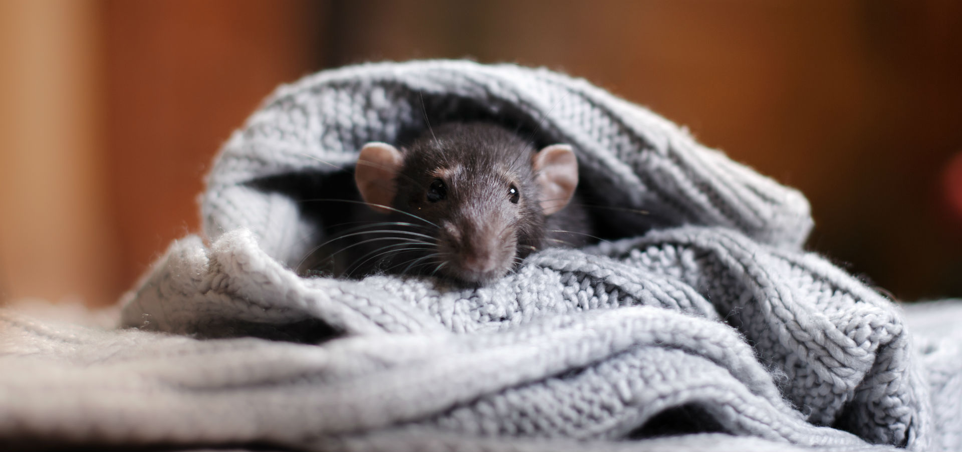 ¿Por qué no tener una rata como mascota? (Foto: iStock)