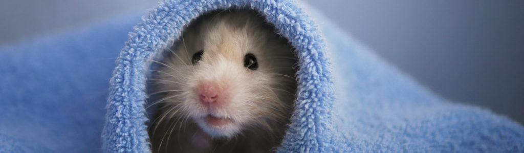 Los hámsters son perfectos animales de compañía (iStock).