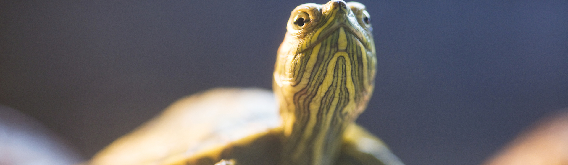 Tu tortuga se merece un lugar amplio y cómodo en el que vivir (iStock).