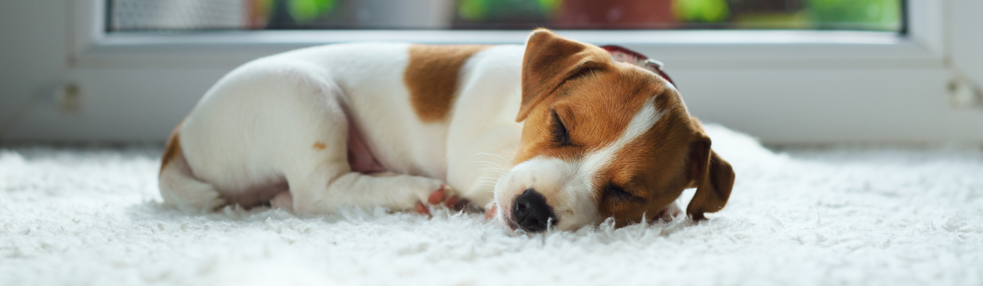 Los perros llegan a dormir largas siestas durante el día (iStock).