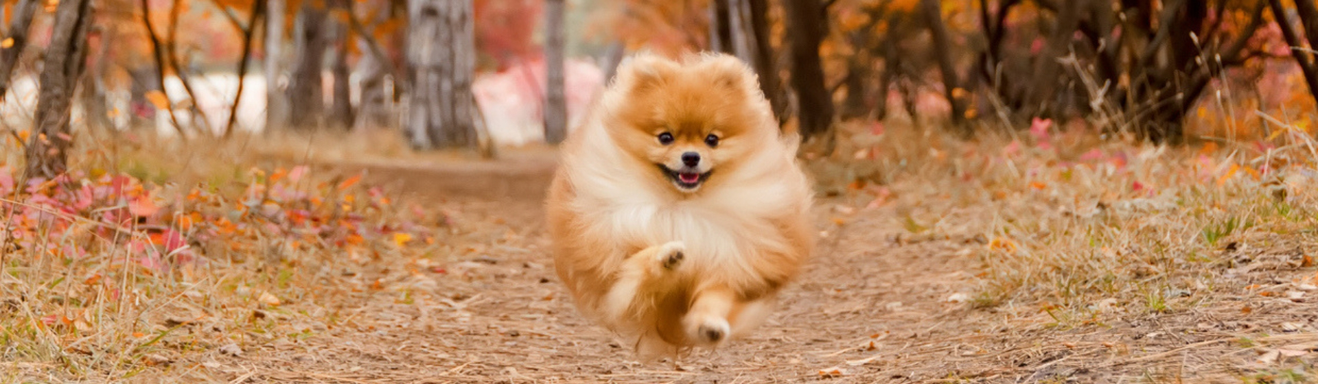 10 curiosidades del pomerania que te sorprenderán (Istock)