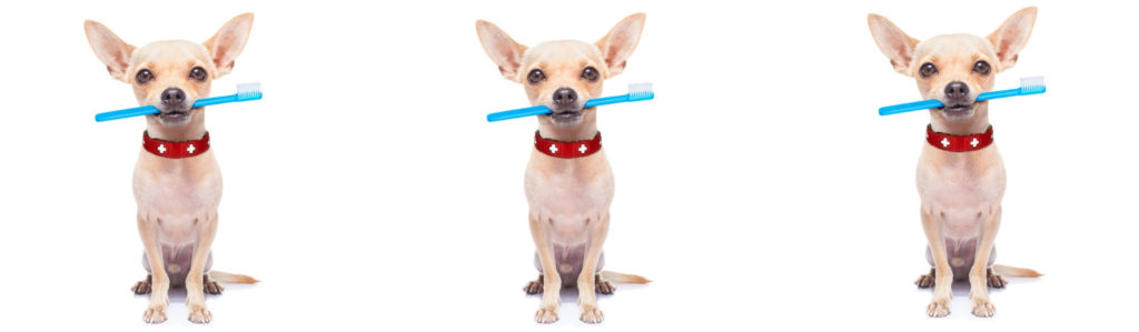 5 formas sencillas de limpiar los dientes a tus perros (Istock)