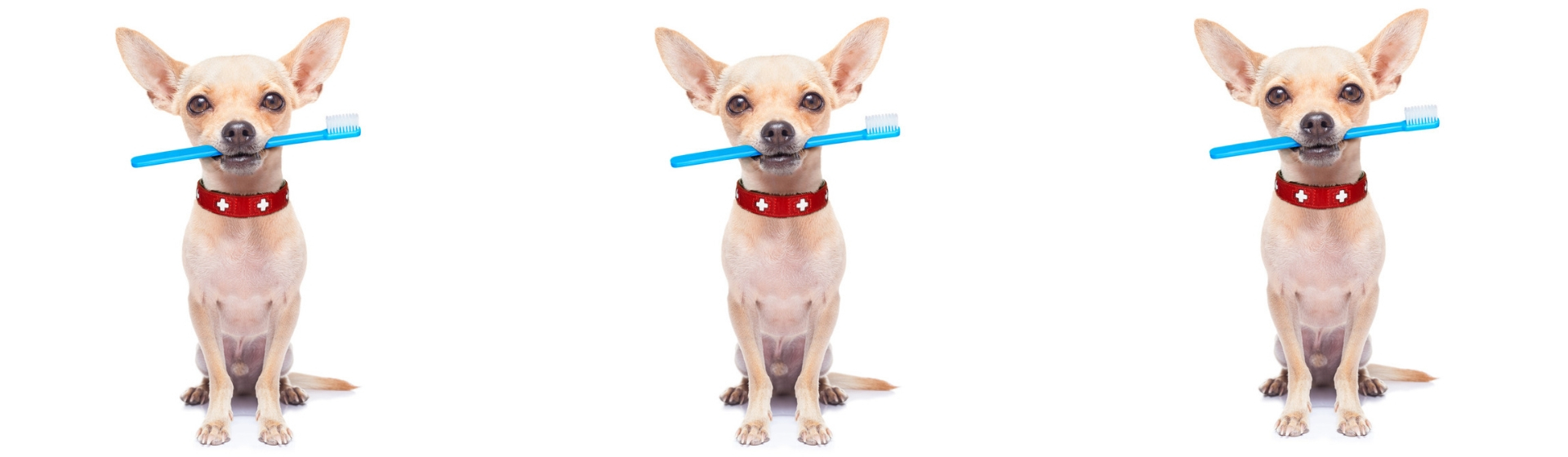 5 formas sencillas de limpiar los dientes a tus perros (Istock)