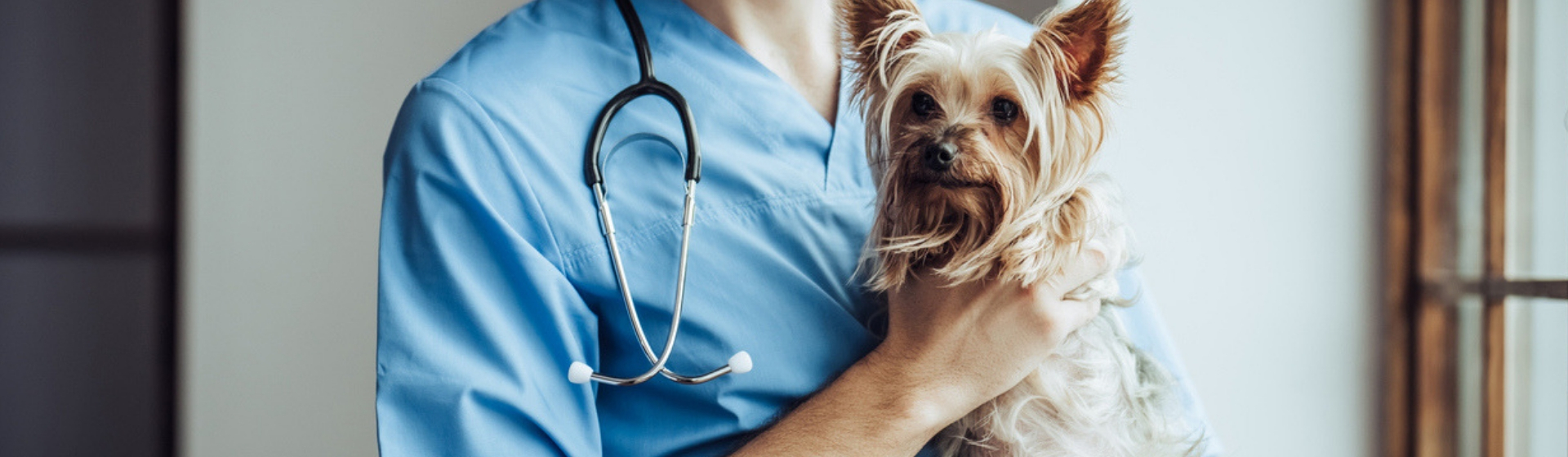 Cómo detectar si mi perro tiene parvovirus (Istock)