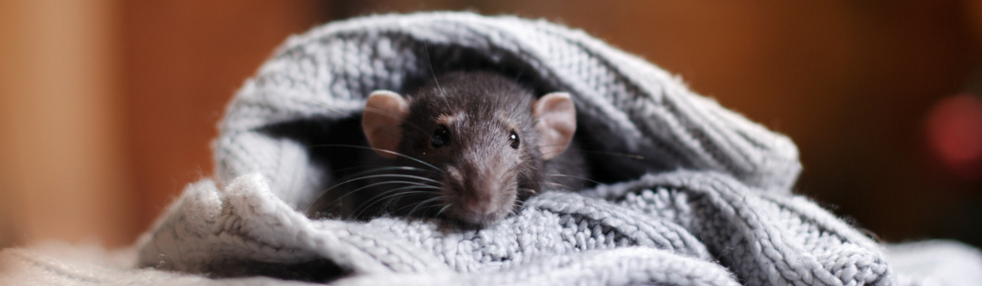 Cómo educar a tu rata mascota (Istock)