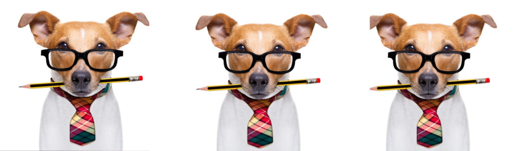 Juegos para desarrollar la inteligencia de tu perro (Istock)