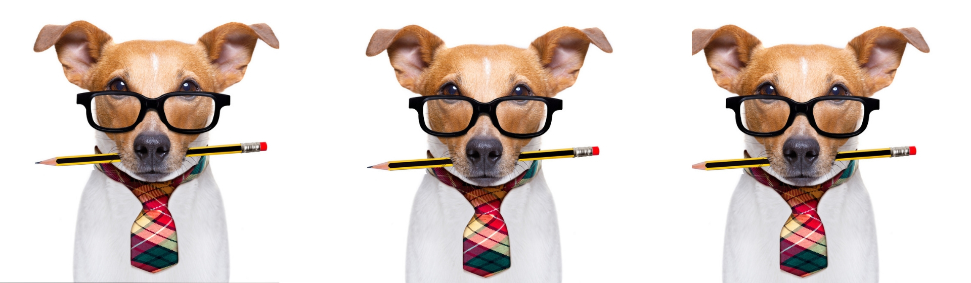 Juegos para desarrollar la inteligencia de tu perro (Istock)