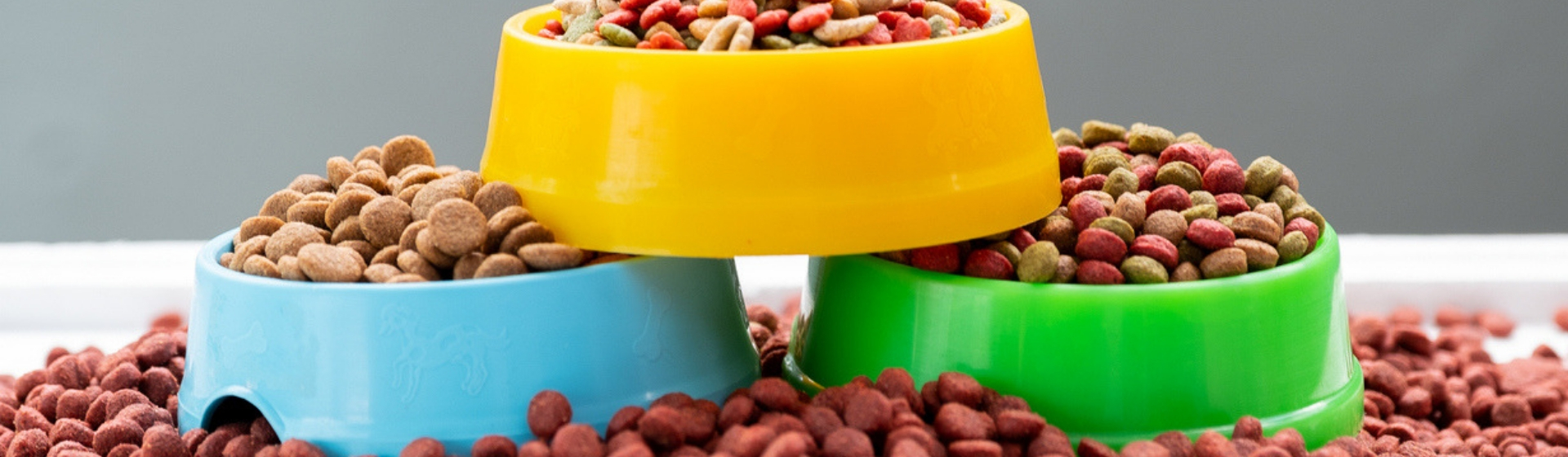 5 diferencias en la alimentación de gatos y perros (Istock)