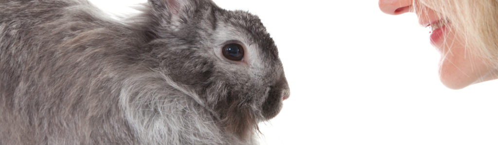 Los conejos son animales que requieren de cierta disciplina y mucha paciencia (iStock).