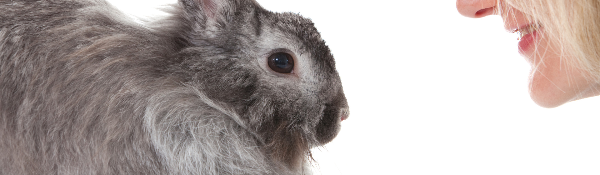 Los conejos son animales que requieren de cierta disciplina y mucha paciencia (iStock).