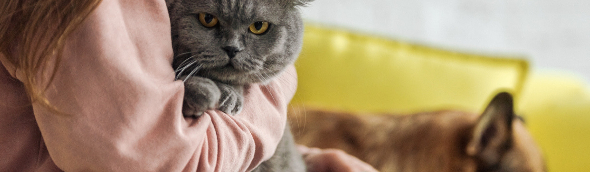 Quiero una mascota pero no sé cuál: tenemos la solución (Istock)