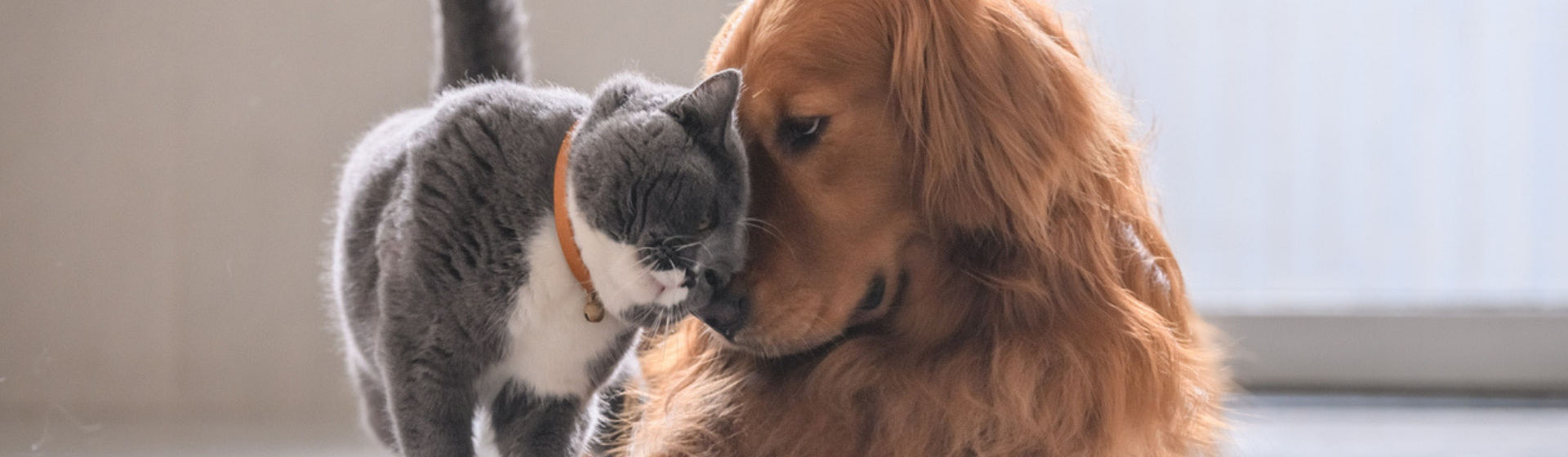 Inteligencia de los gatos vs perros. Diferencias y similitudes (Istock)