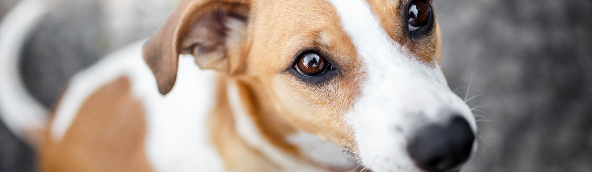 Estas son las enfermedades que te puede contagiar un perro (Istock)