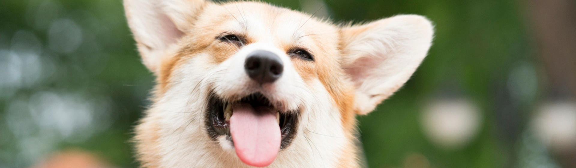 10 curiosidades del corgi que debes conocer (Istock)