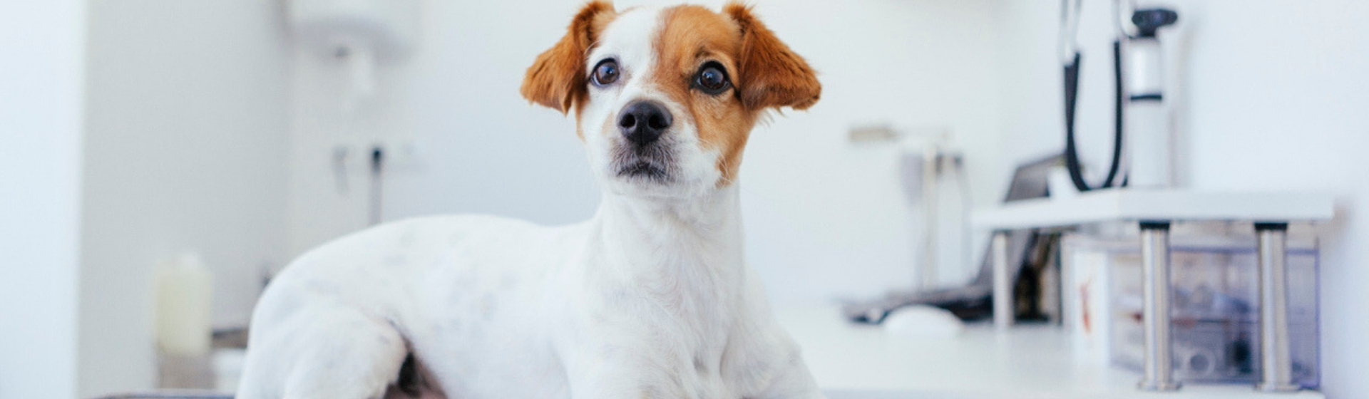 7 mitos sobre la castración que debes saber (Istock)