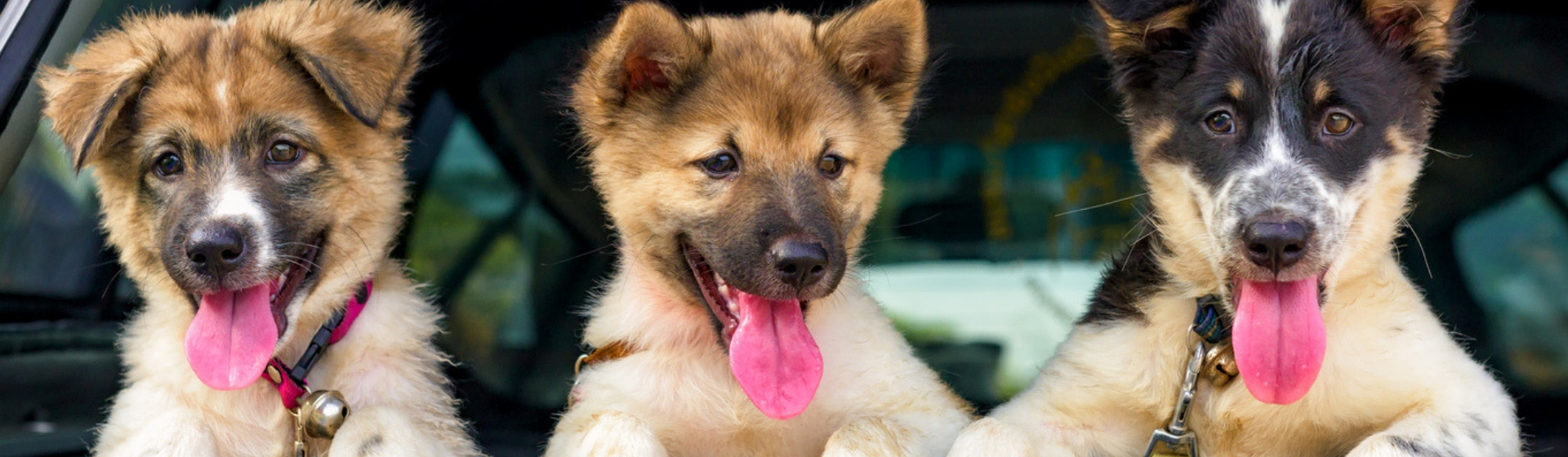 Te presentamos la mejor funda para proteger el coche de tu mascota (Istock)
