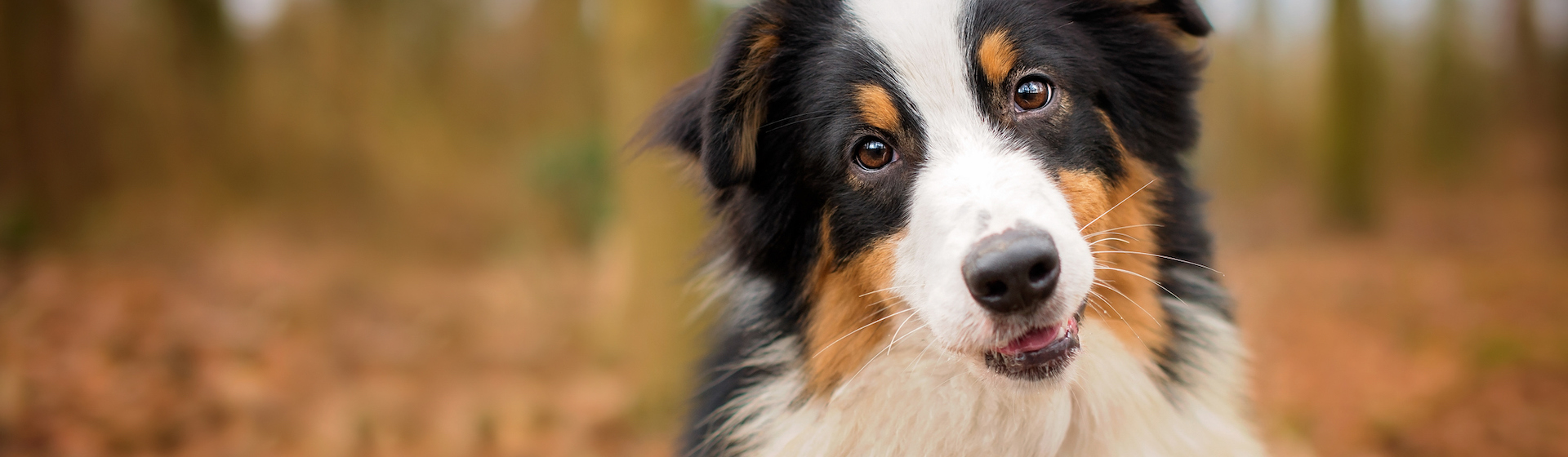 El border collie es una de las razas de perros más valoradas y apreciadas (iStock).
