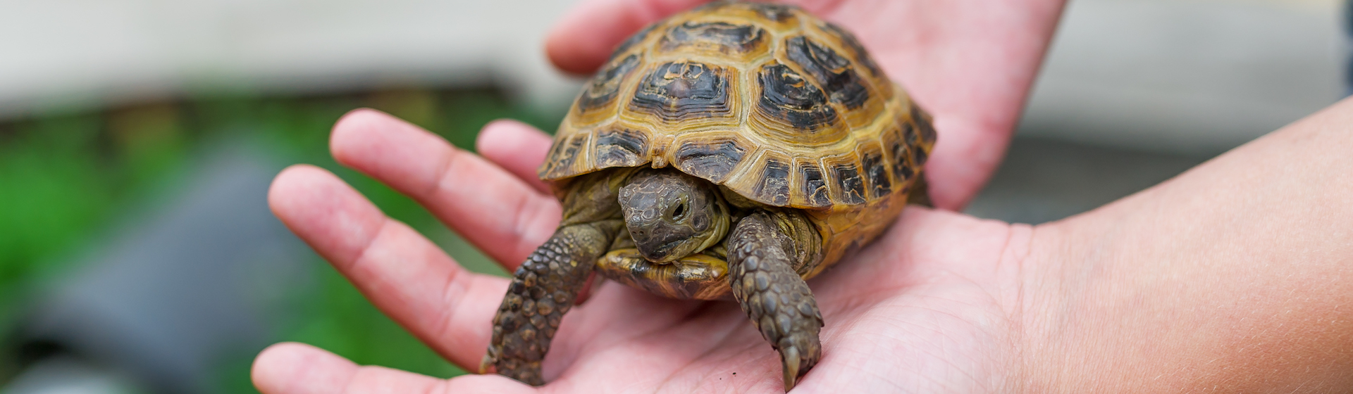 Encuentra la mejor tortuguera para que tu mascota viva cómoda y feliz (iStock).