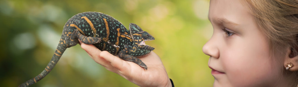 El camaleón es uno de los reptiles más comunes que se tienen como mascota (iStock).