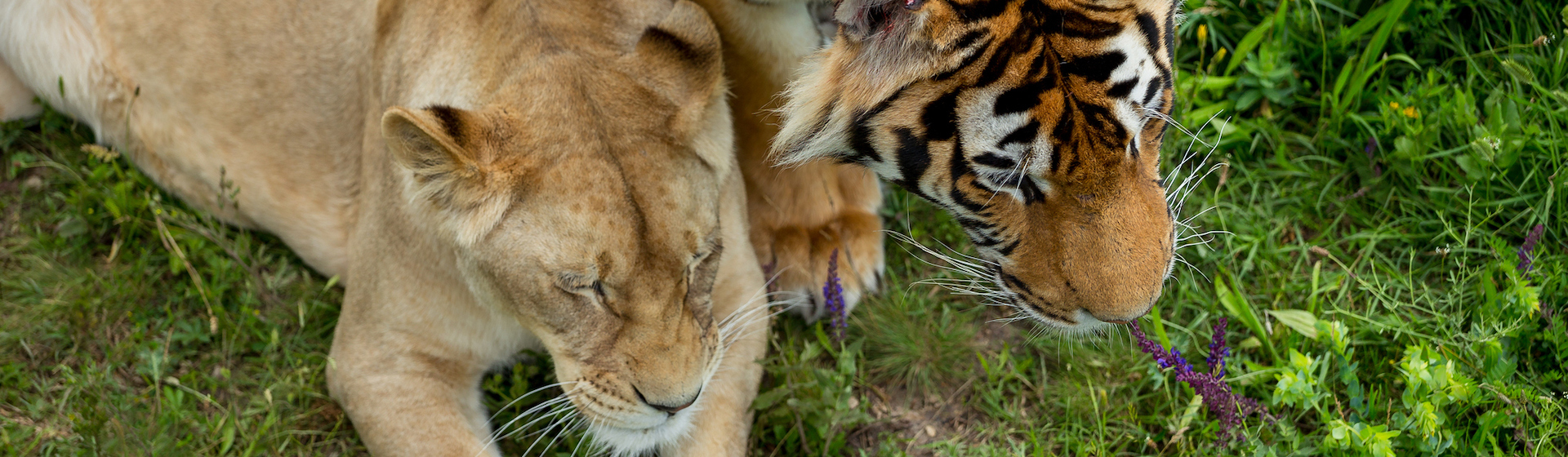 Leones y tigresas se cruzan en plena naturaleza (iStock).