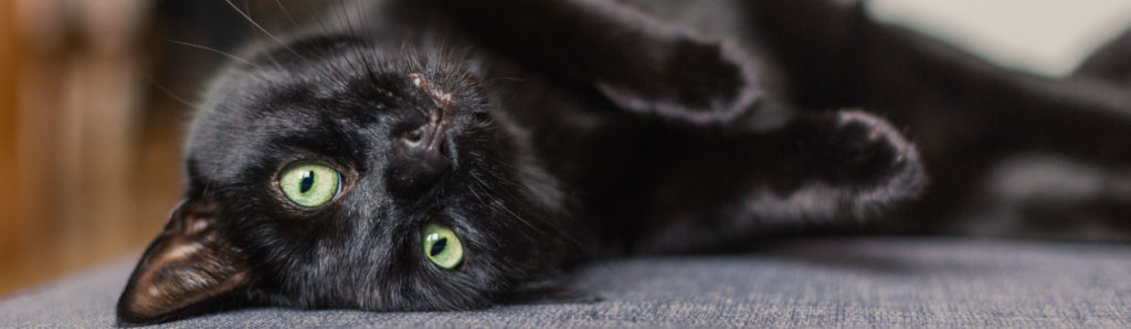 Los gatos negros tienen mala fama (Foto: iStock)