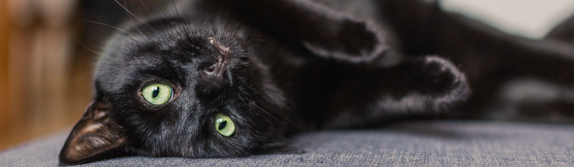 Los gatos negros tienen mala fama (Foto: iStock)