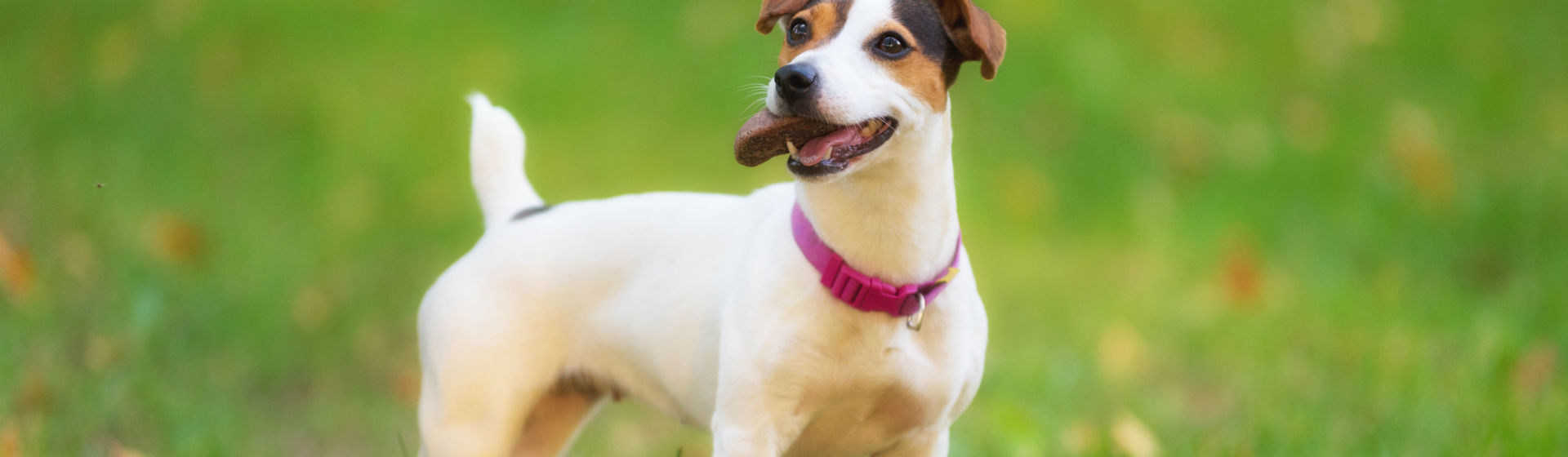Cada mascota acaba teniendo sus costumbres (Foto: iStock)