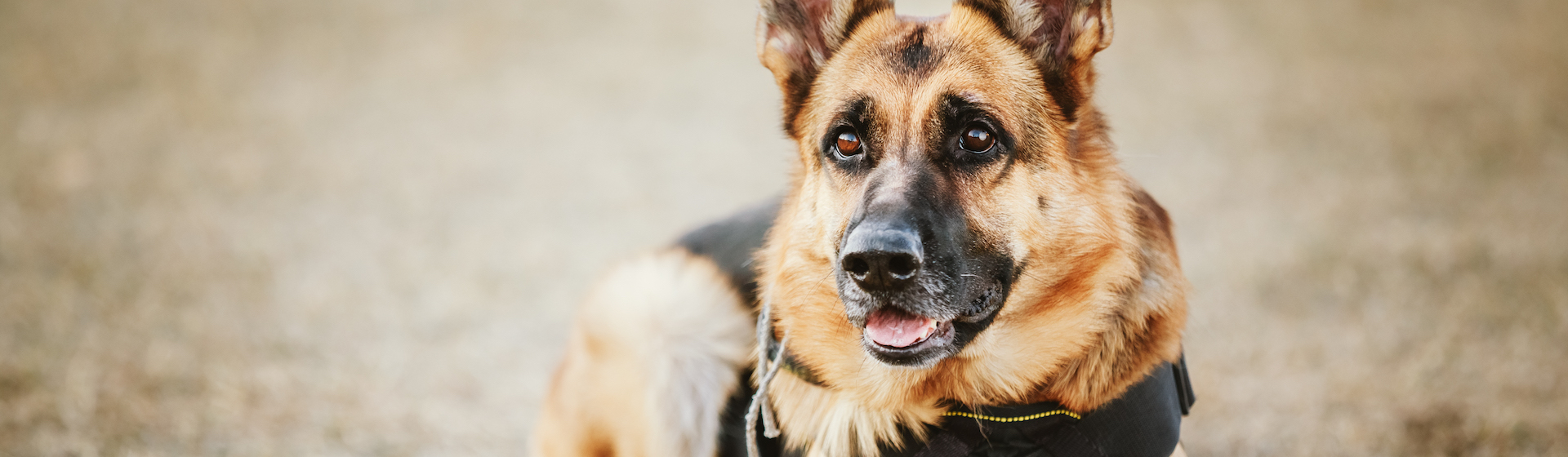 Esta es una raza muy especial (iStock).