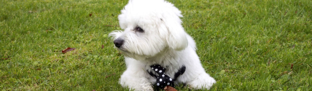El bichón maltés (Foto: iStock)