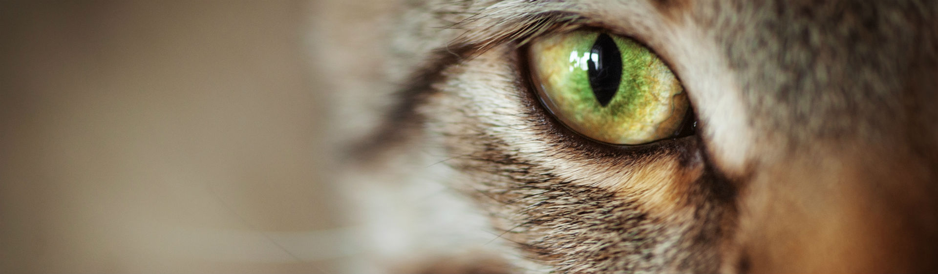 Tu gato puede tener los ojos hinchados por muchos motivos (Foto: iStock)