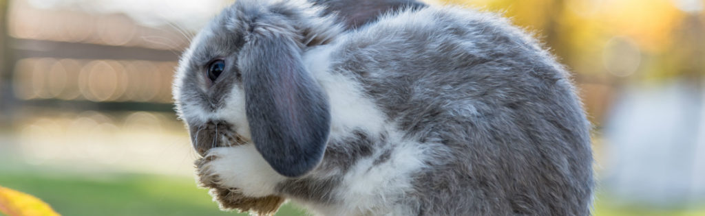Enfermedades que te pueden contagiar los conejos (iStock)