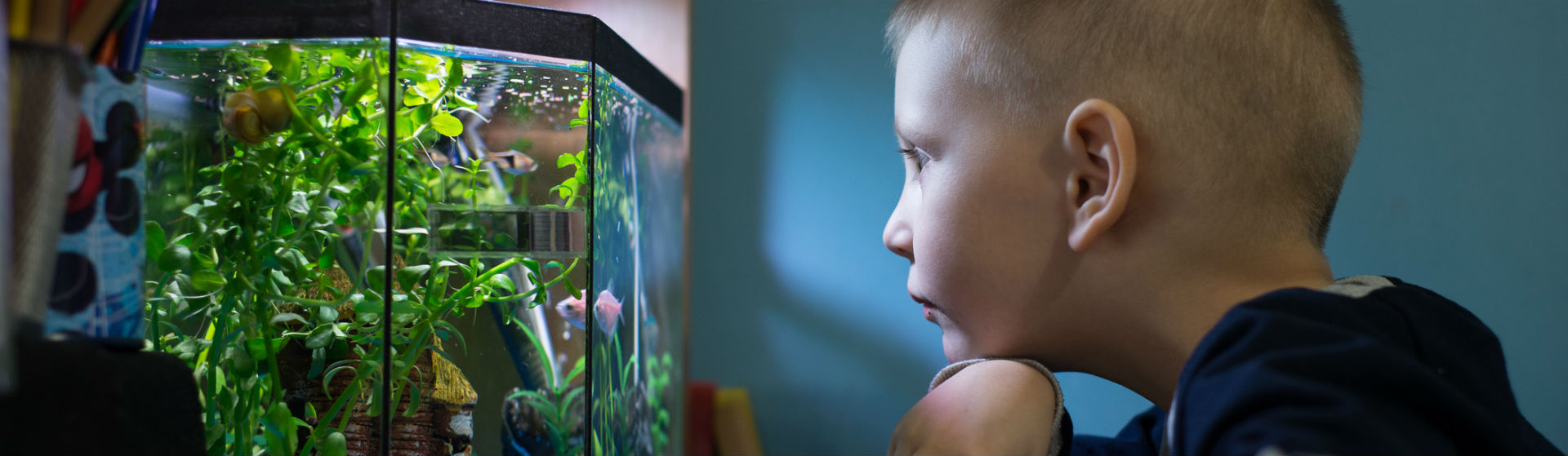 Cómo cuidar a tus peces (Foto: iStock)