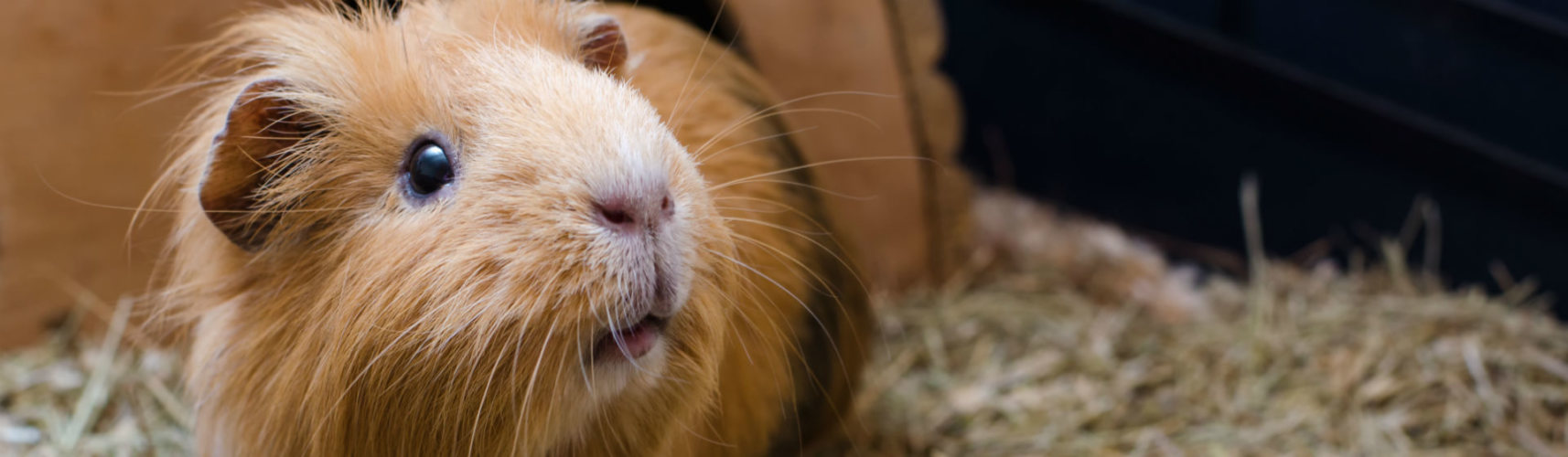 Cobaya (Foto: iStock)