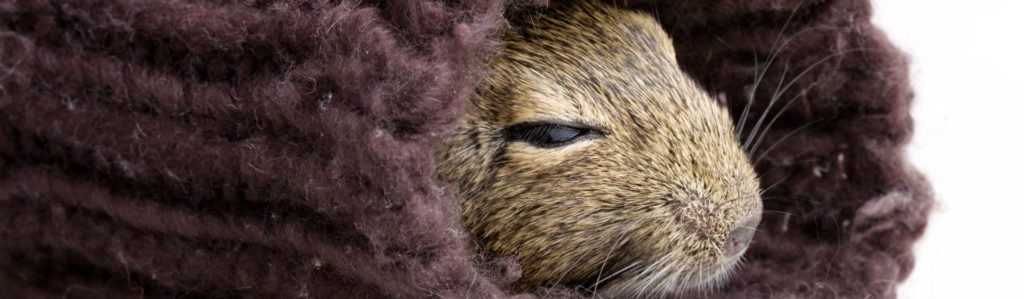 Cuántas horas duerme un hámster al día (Foto: iStock)