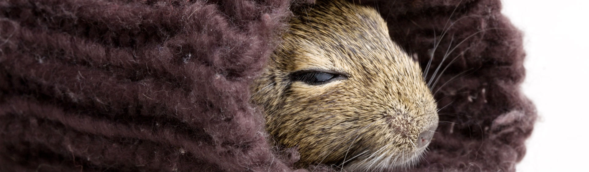 Cuántas horas duerme un hámster al día (Foto: iStock)