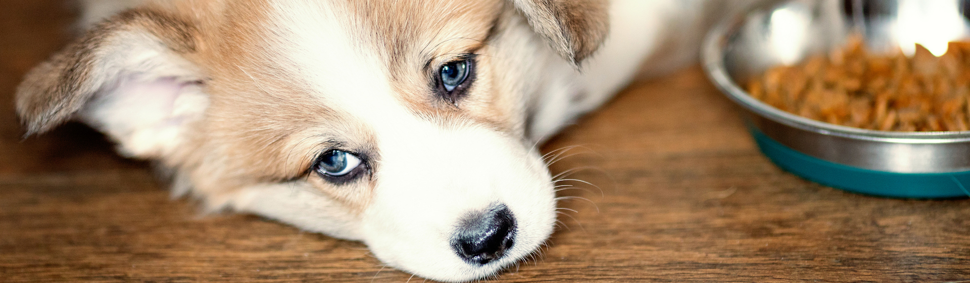 Cuando están empachados, los perros están decaídos y sin fuerzas (iStock).