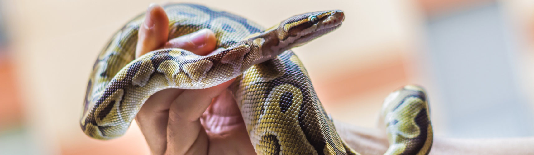 Hay ciertos alimentos que debemos evitar dar a una serpiente (iStock).