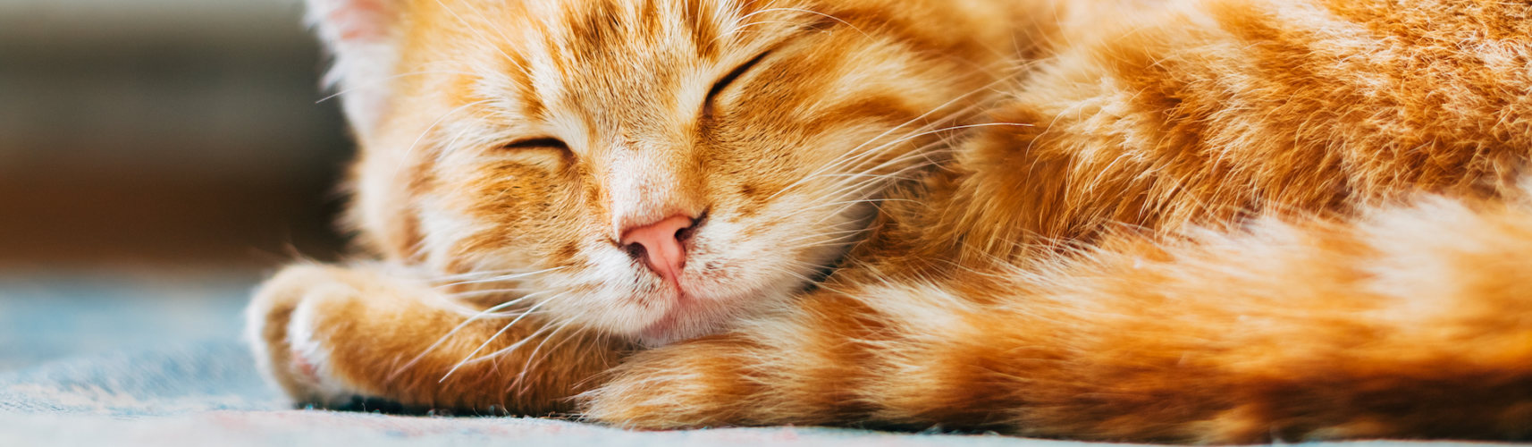 Los gatos duermen de día y se activan de noche (iStock).