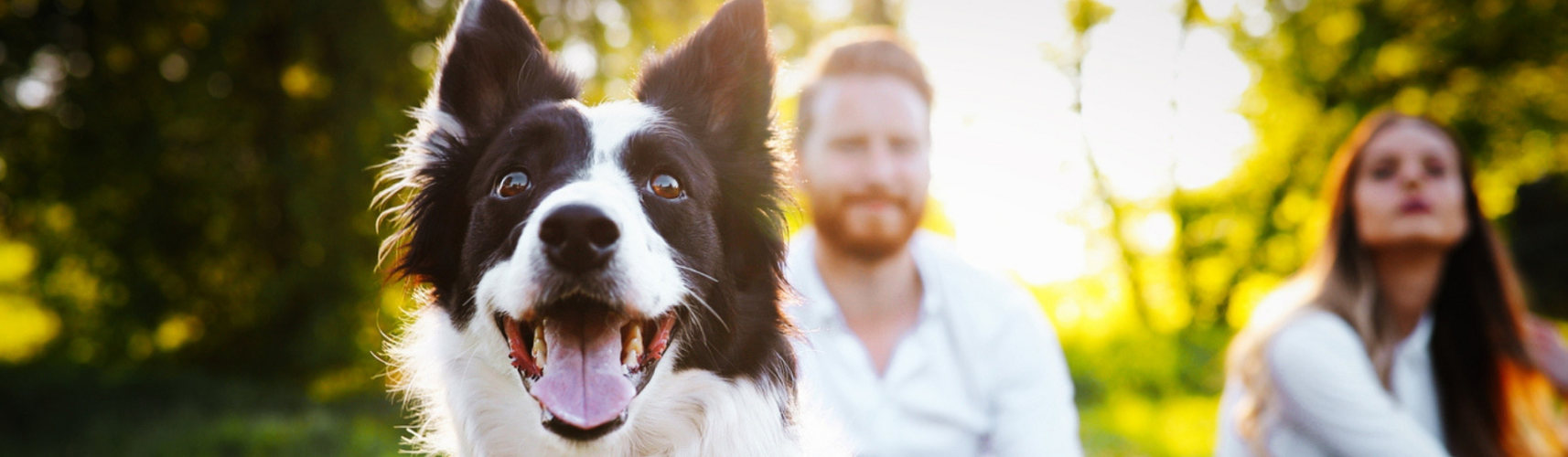 10 trucos para entender el lenguaje corporal de tu perro (Istock)