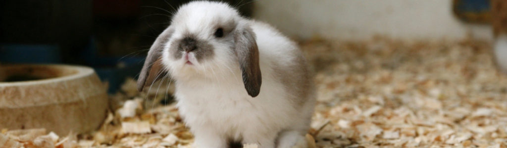7 curiosidades de los conejos enanos (Istock)