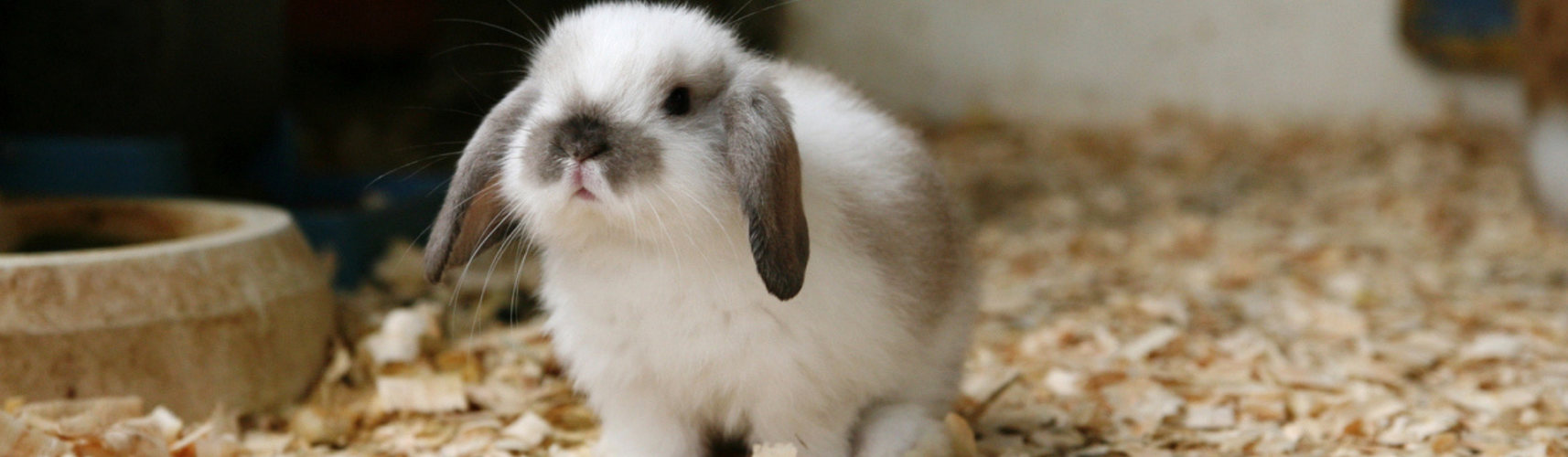 7 curiosidades de los conejos enanos (Istock)