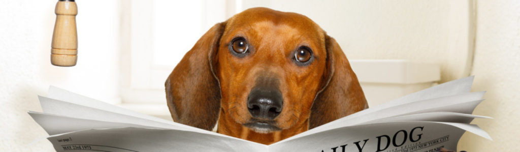 5 formas de tratar la diarrea en perros (Istock)