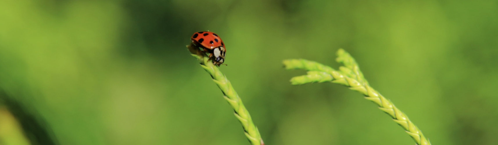 8 animales que da buena suerte tener en casa (Istock)