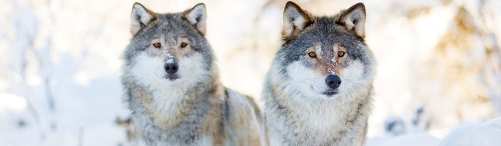 Perro lobo checo: todo lo que debes saber (Istock)