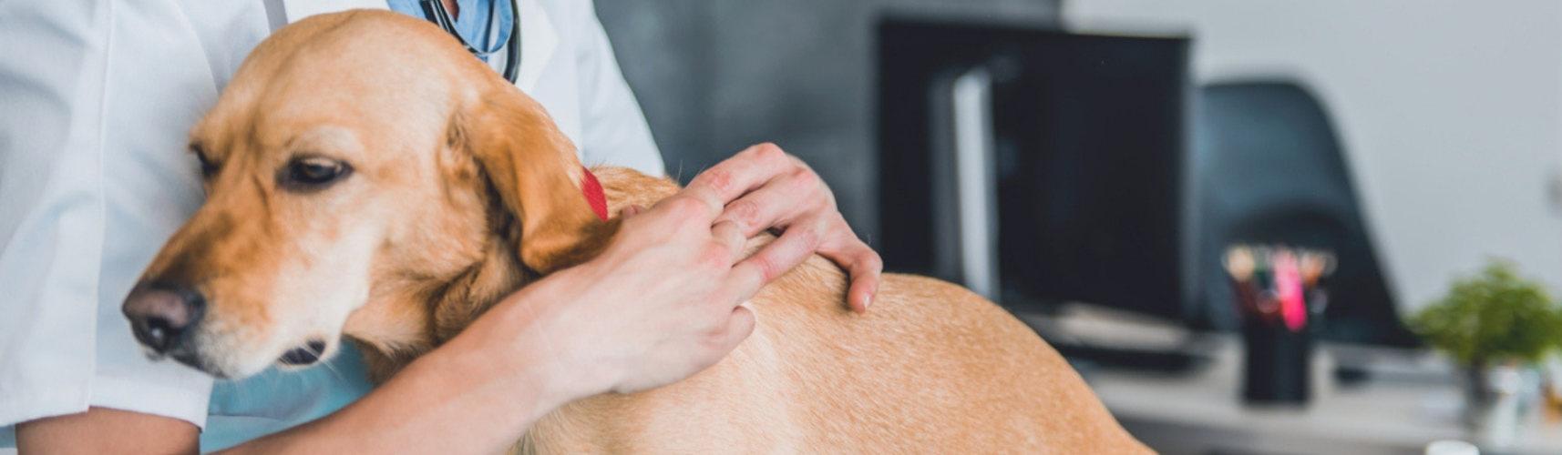 La enfermedad de Lyme en perros sus síntomas y su tratamiento (Istock)